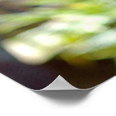 マコー ポスター (角)