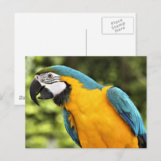 マコー ポストカード (正面/裏面)