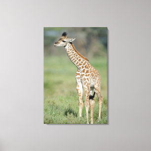 マサイキリンベビー キャンバスプリント