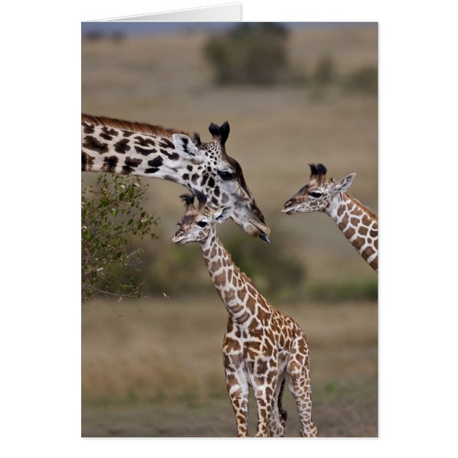マサイギラファ（Giraffe Tippelskirchi) (正面)