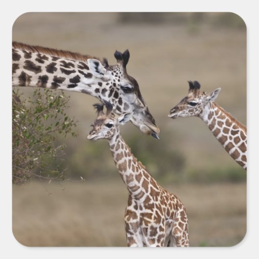 マサイギラファ(Giraffe Tippelskirchi) スクエアシール (正面)