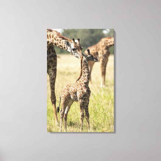 マサイギラフィ、ジラファカメロパルダリス2 キャンバスプリント (正面)