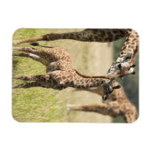 マサイギラフ マグネット (横)