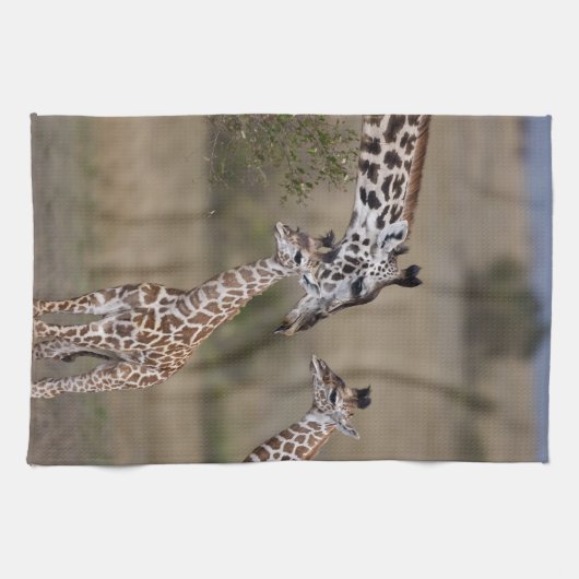 マサイギラフ (Giraffa tippelskirchi) キッチンタオル (横)