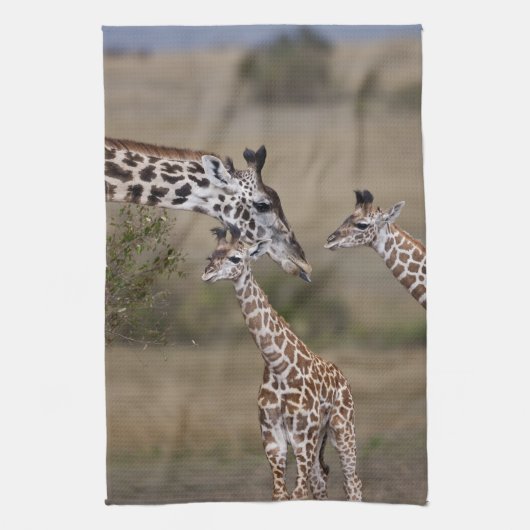 マサイギラフ (Giraffa tippelskirchi) キッチンタオル (縦)