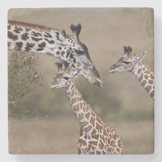 マサイギラフ (Giraffa tippelskirchi) ストーンコースター (正面)