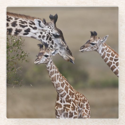 マサイギラフ (Giraffe Tippelskirchi) ガラスコースター (正面)