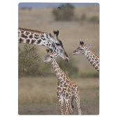 マサイギラフ (Giraffe Tippelskirchi) クリップボード (裏面)