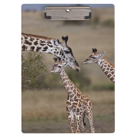 マサイギラフ (Giraffe Tippelskirchi) クリップボード (正面)