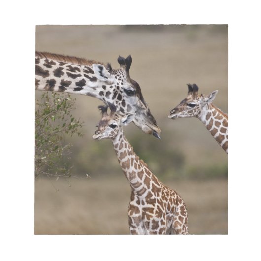 マサイギラフ (Giraffe Tippelskirchi) ノートパッド (正面)