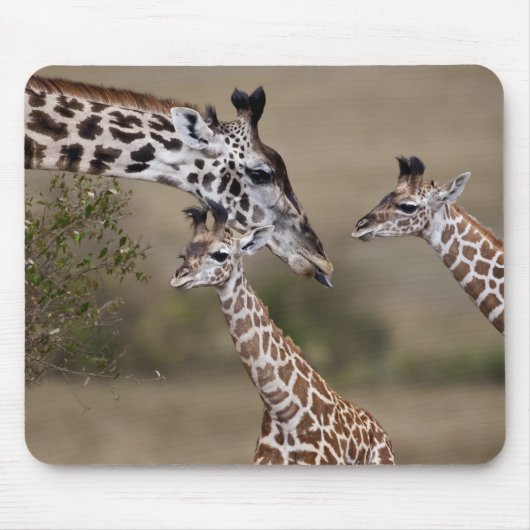 マサイギラフ (Giraffe Tippelskirchi) マウスパッド (正面)