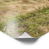 マサイマラのチータス、アシノニュックス・ジュバタス フォトプリント (角)