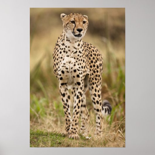 マサイマラのチーター、チーター (Acinonyx jubatus) ポスター (正面)