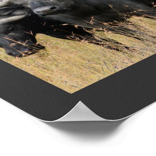 マサイマラのポスターのアフリカのバッファロー ポスター (角)