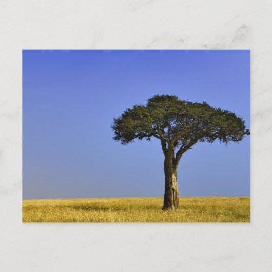 マサイマラの草原に立つ一本のアカシアの木, ポストカード (正面)