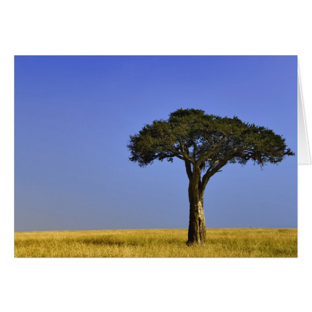 マサイマラの草原に立つ一本のアカシア (正面横)