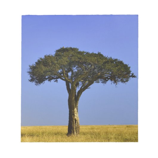 マサイマラの草原に立つ一本のアカシア ノートパッド (正面)