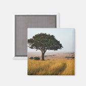 マサイマラの草原に立つ一本のアカシア マグネット (正面/裏面)