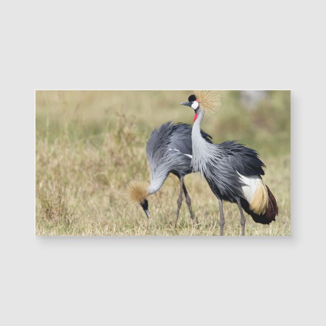 マサイマラの鶴 (正面)