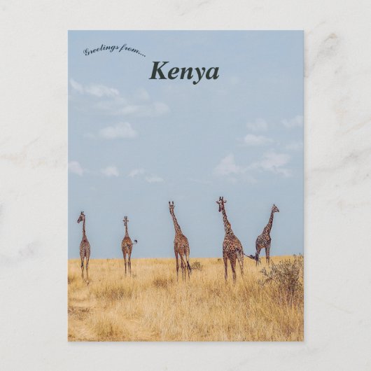 マサイマラ国家保護区ケニアのギラフェス ポストカード (正面)