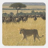 マサイマラ国立保護区，ケニア，アフリカ スクエアシール (正面)