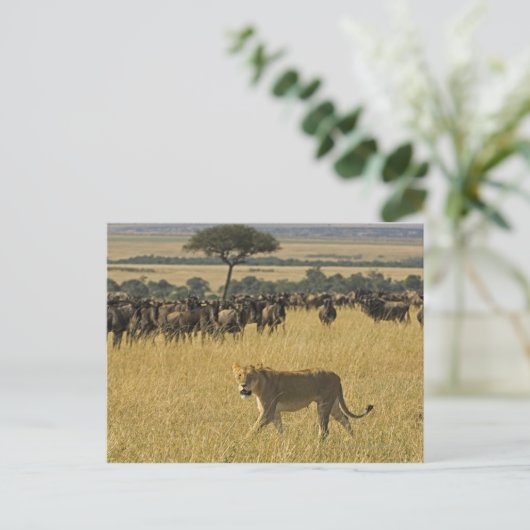 マサイマラ国立保護区,ケニア,アフリカ ポストカード (スタンド正面)