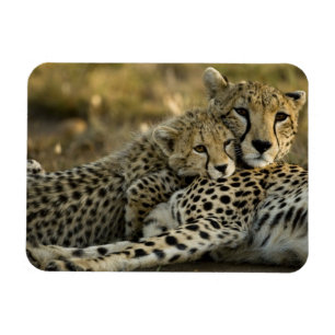 マサイマラ2の子連れチーター、チーター、Acinonyx jubatus マグネット