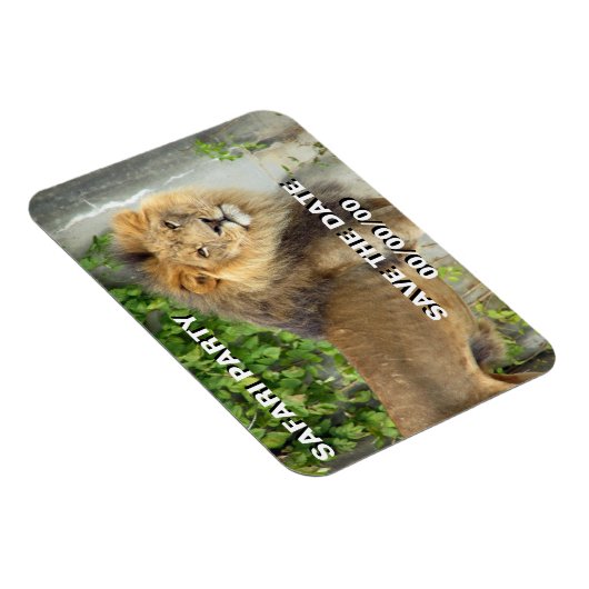 マサイマラ2救-ザ-デートのライオン マグネット (右側)