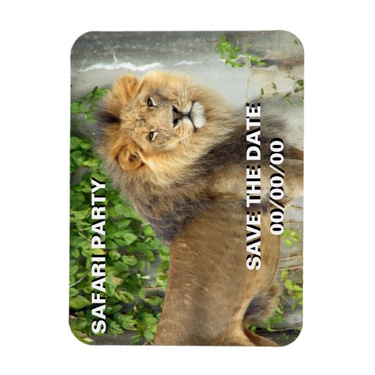 マサイマラ2救-ザ-デートのライオン マグネット (縦)