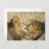 マサイマラ・ケニア ポストカード (正面/裏面)