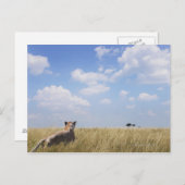 マサイマラ・ケニア ポストカード (正面/裏面)