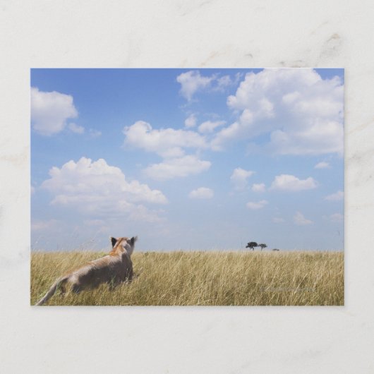 マサイマラ・ケニア ポストカード (正面)