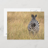 マサイマラ（ケニア） ポストカード (正面/裏面)