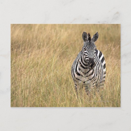 マサイマラ（ケニア） ポストカード (正面)