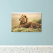 マサイマラ・ケニア | 雄ライオン キャンバスプリント (インサイチュ (ウッドフロア))