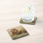 マサイマラ・ケニア | 雄ライオン コースター (右側)