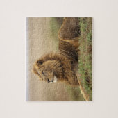 マサイマラ・ケニア | 雄ライオン ジグソーパズル (縦)