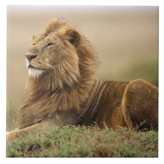 マサイマラ・ケニア | 雄ライオン タイル (正面)