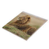 マサイマラ・ケニア | 雄ライオン タイル (側面)