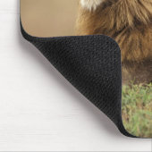 マサイマラ・ケニア | 雄ライオン マウスパッド (コーナー)