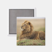 マサイマラ・ケニア | 雄ライオン マグネット (正面/裏面)