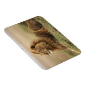 マサイマラ・ケニア | 雄ライオン マグネット (右側)