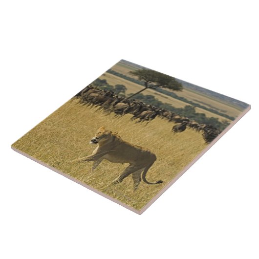 マサイ族のマラの国立保護区、ケニヤ、アフリカ タイル (側面)