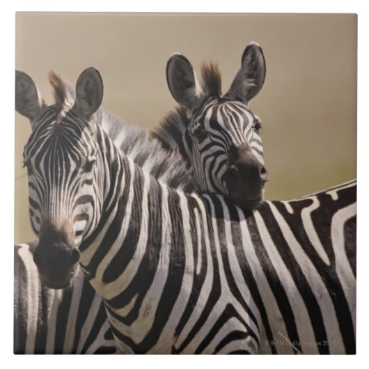 マサイ族のマラの国立保護区、ケニヤ、7月2005日3日 タイル (正面)