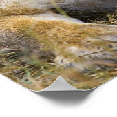 マサイ族の高い草の上に座っているライオン ポスター (角)