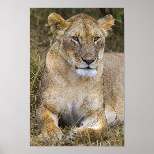 マサイ族の高い草の上に座っているライオン ポスター (正面)