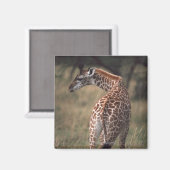 マサイ・キリン2 マグネット (正面/裏面)