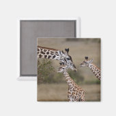 マサイ・キリン マグネット (正面/裏面)