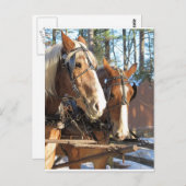 マサチューセッツ州ウィンターホーススターブリッジビレッジ ポストカード (正面/裏面)