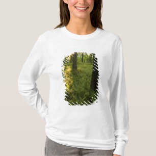 マサチューセッツ州グラフトンの森のシダ類 Tシャツ